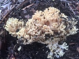 Ramaria rasilispora image