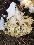 Ramaria rasilispora image