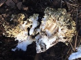 Ramaria rasilispora image
