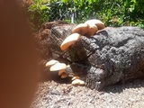 Gymnopilus luteofolius image