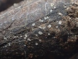 Pezizella alniella image