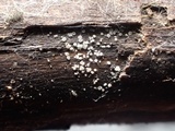 Pezizella alniella image