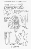 Pezizella alniella image