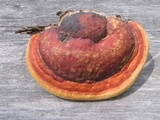 Fomitopsis mounceae image