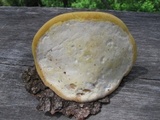 Fomitopsis mounceae image