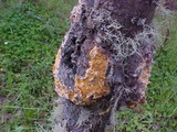 Endocronartium harknessii image