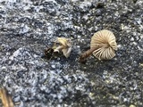 Mycena leptocephala image