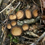 Galiella rufa image