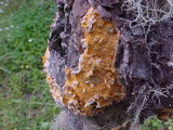 Endocronartium harknessii image