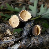 Galiella rufa image