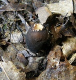 Galiella rufa image