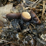 Galiella rufa image