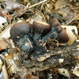 Galiella rufa image