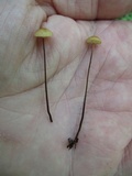 Rhizomarasmius pyrrhocephalus image