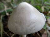 Amanita sect. Vaginatae image