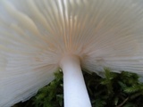 Amanita sect. Vaginatae image