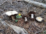 Agaricus moronii image