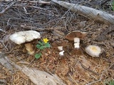 Agaricus moronii image