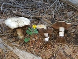 Agaricus moronii image
