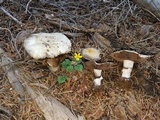 Agaricus moronii image