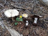 Agaricus moronii image