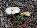 Agaricus moronii image