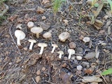 Tricholoma terreum image