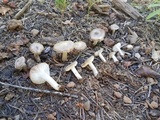 Tricholoma terreum image