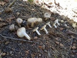 Tricholoma terreum image