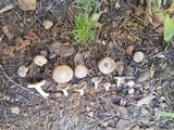 Tricholoma terreum image