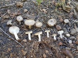Tricholoma terreum image