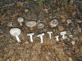 Tricholoma terreum image