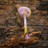 Chromosera cyanophylla image