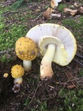 Amanita flavorubens image