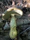 Retiboletus griseus image