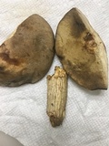 Retiboletus griseus image