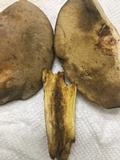 Retiboletus griseus image