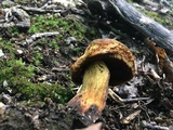 Boletus vermiculosoides image