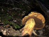 Boletus vermiculosoides image