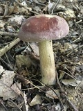 Tylopilus rubrobrunneus image