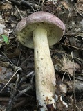 Tylopilus rubrobrunneus image