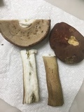 Tylopilus rubrobrunneus image