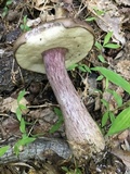 Tylopilus plumbeoviolaceus image