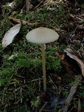Nolanea holoconiota image