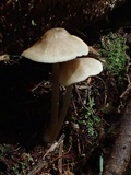 Nolanea cetrata f. mediospora image