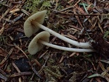 Nolanea cetrata f. mediospora image