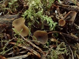 Ciboria rufofusca image