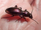 Ciboria rufofusca image