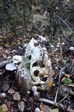 Laccaria masoniae image