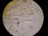 Tricharina praecox var. intermedia image